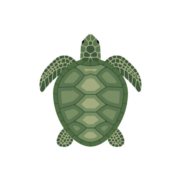 Vector sea turtle Sea green turtle isolated on white background. Cartoon style Vector Illustration sea turtle stock illustrations