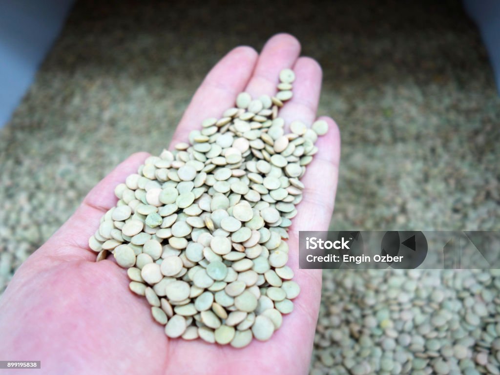 Lentils, lentils green, get, keep, green, Legume Above Stock Photo