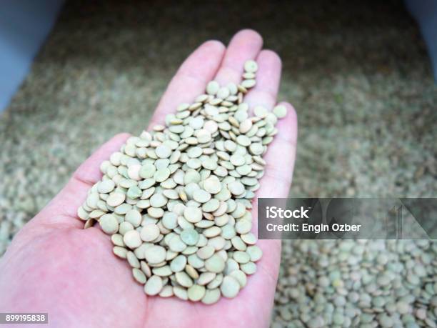 Lentils Lentils Green Get Keep Green Legume Stock Photo - Download Image Now - Above, Close-up, Cooking