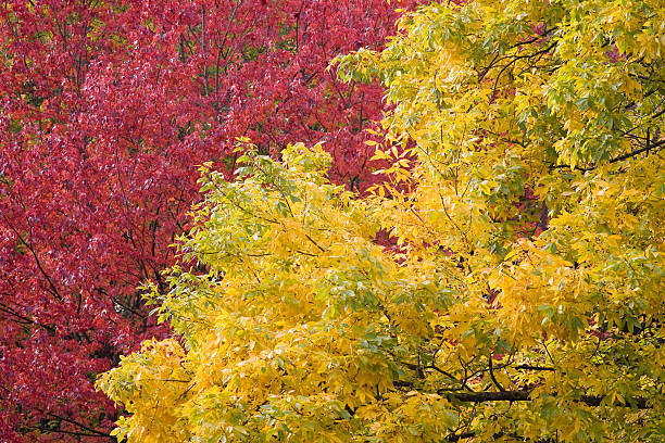 istock Bright yellow and red autumn leaves 89919757