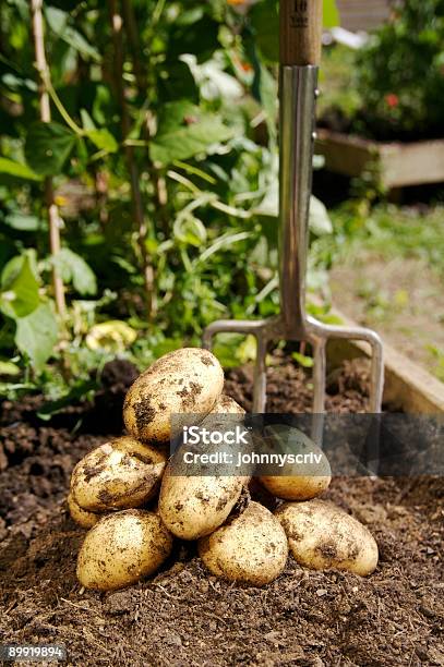 Photo libre de droit de Fraîchement Creusons De Pommes De Terre banque d'images et plus d'images libres de droit de Jardin potager - Jardin potager, Pomme de terre, Agriculture