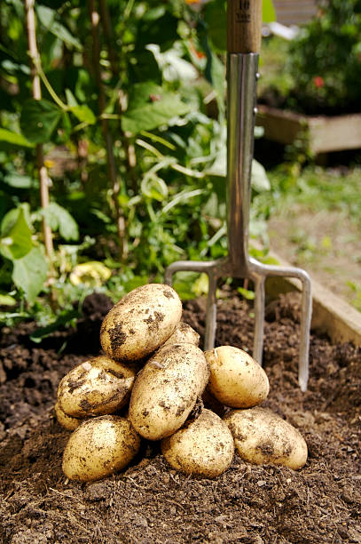 Appena scavate patate. - foto stock