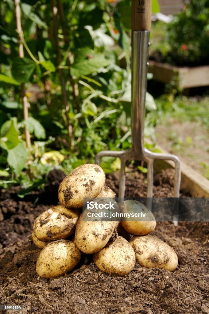 Recentemente dug batatas. - Royalty-free Horta Foto de stock