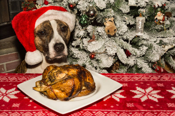 un lindo perro pidiendo la cena navideña. - flocked fotografías e imágenes de stock