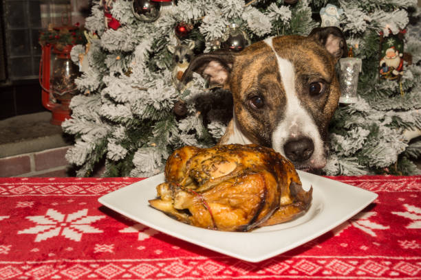 un lindo perro pidiendo la cena navideña. - flocked fotografías e imágenes de stock