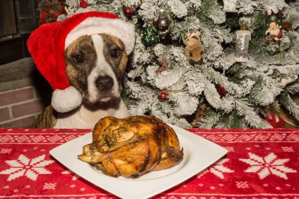 A cute dog begging for the holiday dinner. An American Staffordshire Bull Terrier begging for dinner by the Christmas tree. terrible meal stock pictures, royalty-free photos & images
