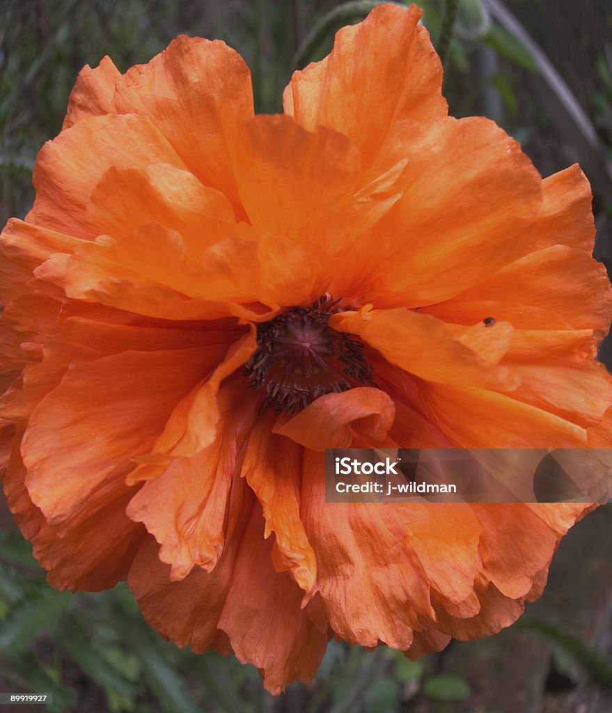 Rote Mohn - Lizenzfrei Blume Stock-Foto