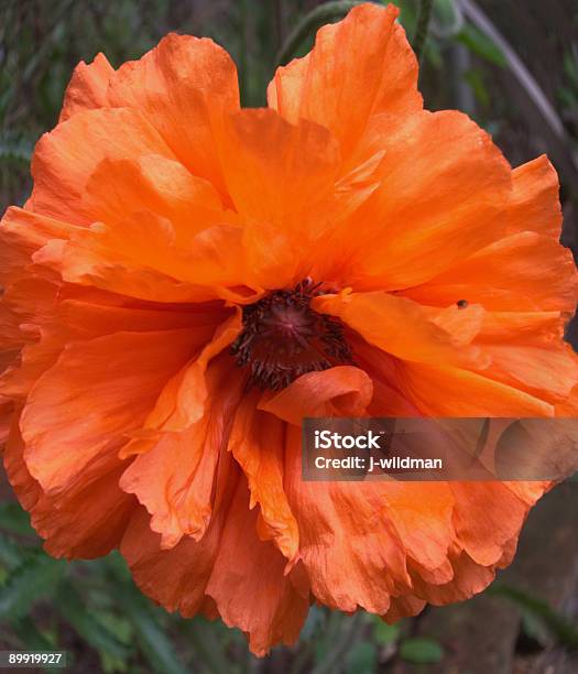 Rote Mohn Stockfoto und mehr Bilder von Blume - Blume, Blumenbeet, Botanik