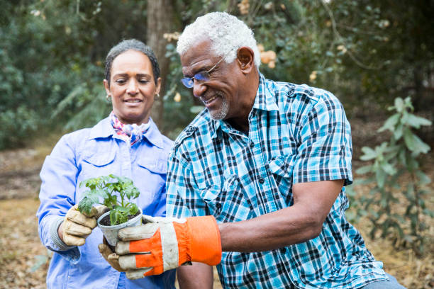 istock Senior Black Couple Gardening Edibles 899199476