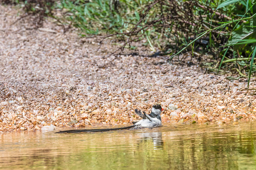 Pin tailed Whydah male bird having a swim in the stream, ruffling his feathers.