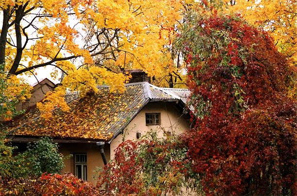 Little cottage covered in yellow and red leaves,fall colors 