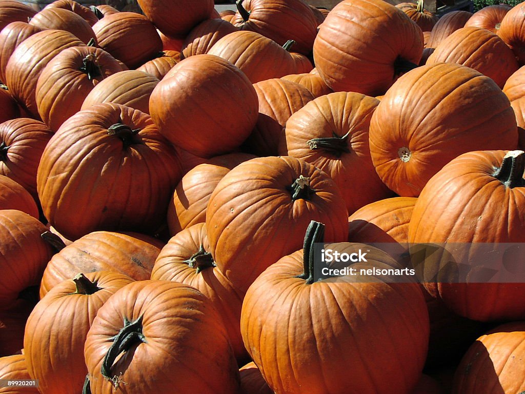 Serie de calabaza - Foto de stock de Calabacita libre de derechos