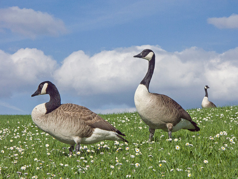 Two white domestic gooses walking on a meadow.