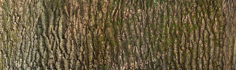 Expanded circular panorama of the bark of an oak.