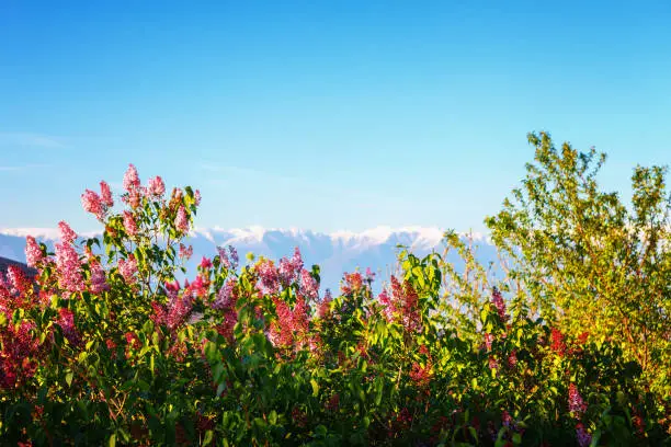 Photo of View of Signagi Alazani Valley Caucasus mountains through pink magenta lilac bushes on the sunset