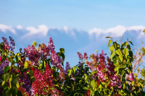 Photo of View of Signagi Alazani Valley Caucasus mountains through pink magenta lilac bushes on the sunset