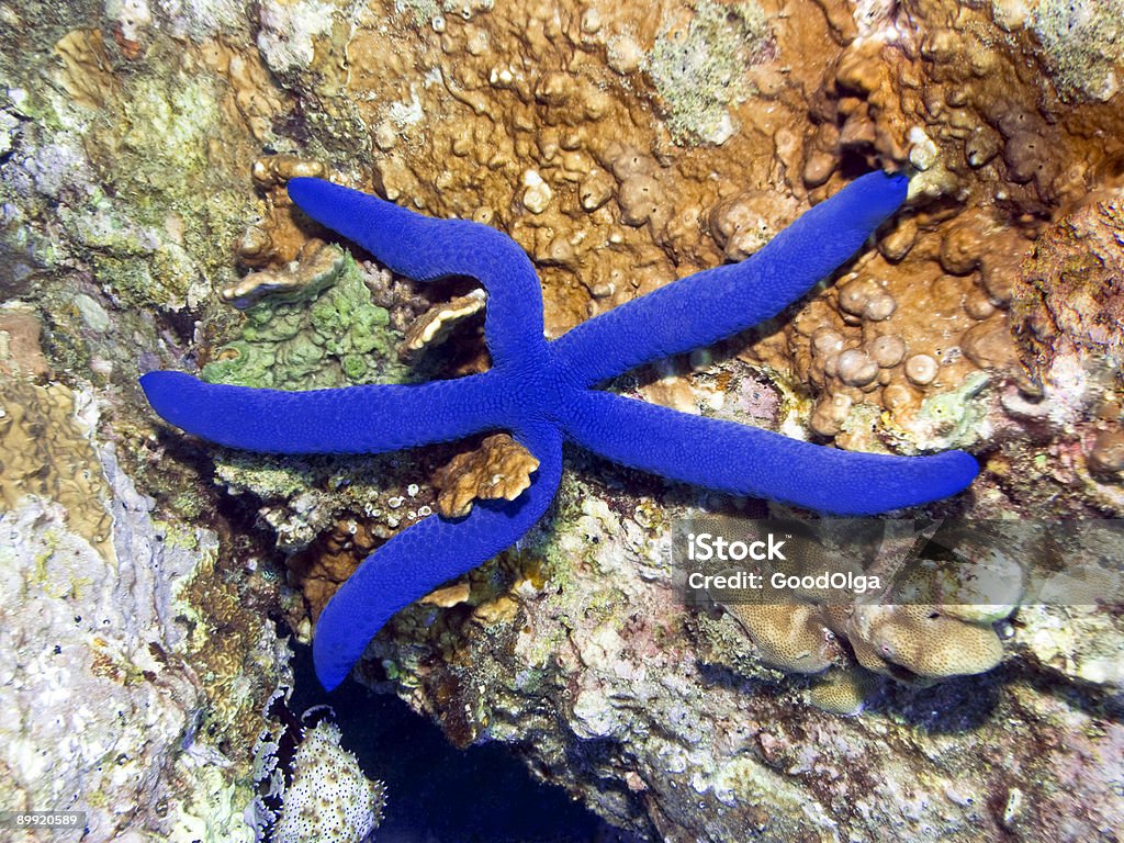 Estrella de mar azul - Foto de stock de Agua libre de derechos