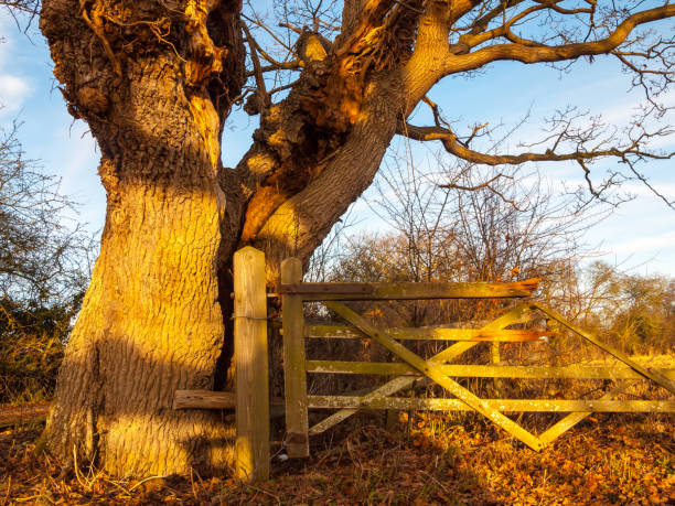 close up of bare old tree bark with fence countryside sunlight - abstract autumn bare tree empty imagens e fotografias de stock