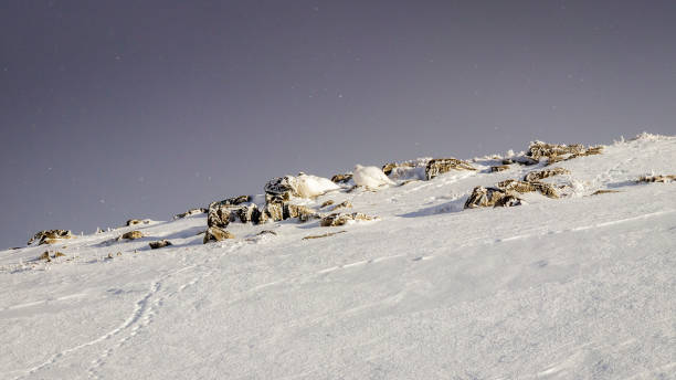 zwei ptarmigans genießen die morgensonne in den schweizer alpen. - monch sun snow european alps stock-fotos und bilder