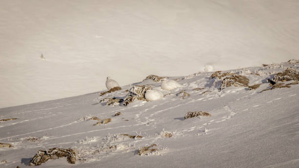 zwei ptarmigans genießen die morgensonne in den schweizer alpen. - monch sun snow european alps stock-fotos und bilder