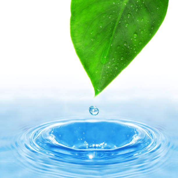 istock Green leaf with drop of water landing on water 89920667