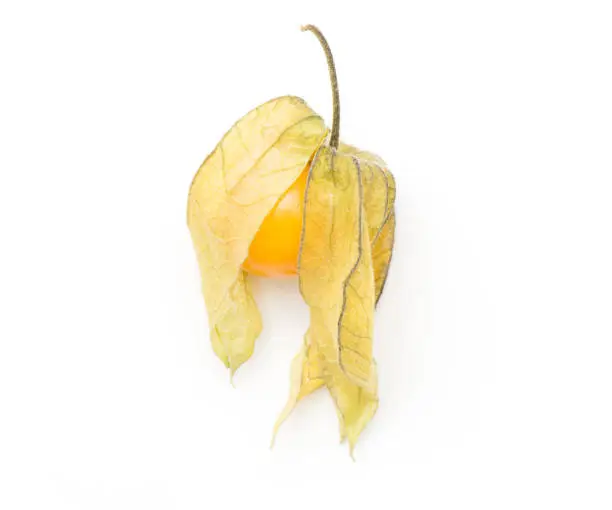 Physalis top view isolated on white background one orange berry"n
