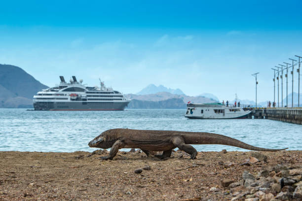 Komodo Island, Indonesia - September 21,2017: Wildlife shot of a large male Komodo Dragon (Varanus komodoensis) at the beach of Komodo islands - in the backgroud a small local boat and a large international Cruise Ship. The Komodo Dragon (also called Komodo monitor) is the largest living species of lizard, with a maximum length of 3 metres (10 ft) and a body weight up to 70 kg (150 lb). The animal is a relict of very large lizards that once lived across Indonesia and Australia.