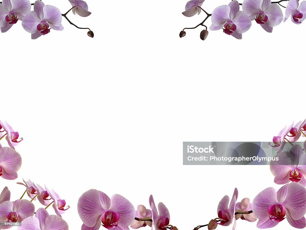 Orchidées de frontière: - Photo de Bordure libre de droits