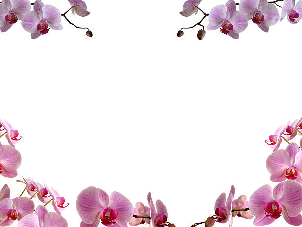 Orchidee di confine cornice / - foto stock