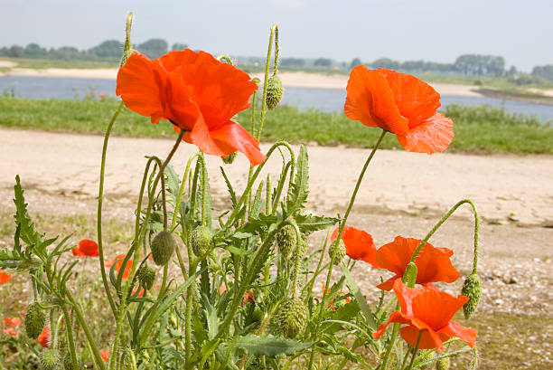 mak polny (papaver rhoeas - millingerwaard zdjęcia i obrazy z banku zdjęć