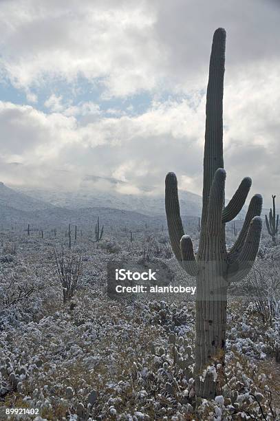 Foto de Deserto E Cactus Na Neve e mais fotos de stock de Arizona - Arizona, Cacto Gigante Americano, Condado de Pima