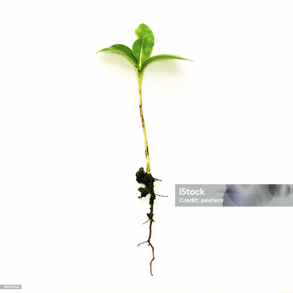 Verde com raízes de plantas - Foto de stock de Raiz royalty-free