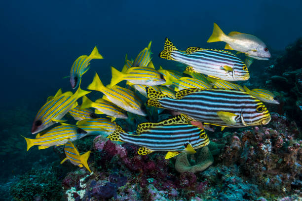 Reef Animals A school of fish in Ari Atoll grunt fish photos stock pictures, royalty-free photos & images