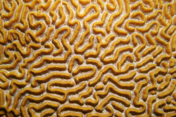 istock Close up image of symmetrical brain coral 899214752