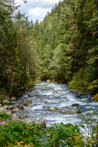 istock mountain river in summer. Bialka river, Poland 899215150