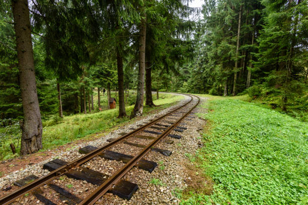 wavy railroad tracks in wet summer day in forest with green meadow on horizon