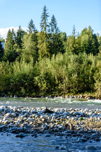 istock mountain river in summer. Bialka river, Poland 899215386