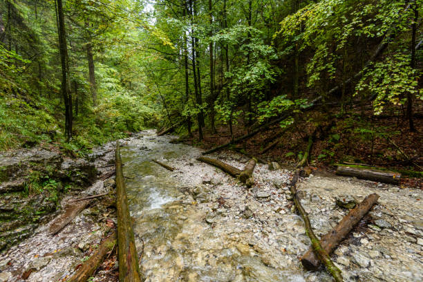 istock mountain river in summer. slovensky raj. sucha bela trail 899215522