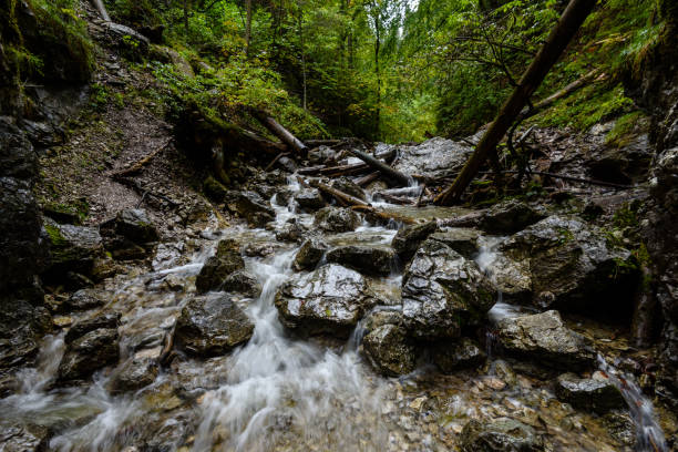 mountain river in summer with stream and high water in forest. slovensky raj. sucha bela trail