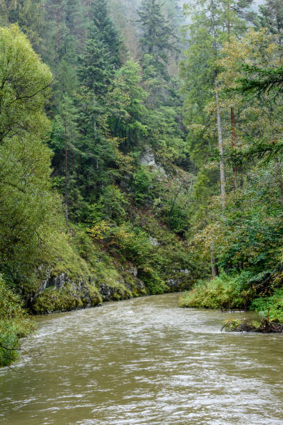 istock mountain river in summer. slovensky raj. sucha bela trail 899215600