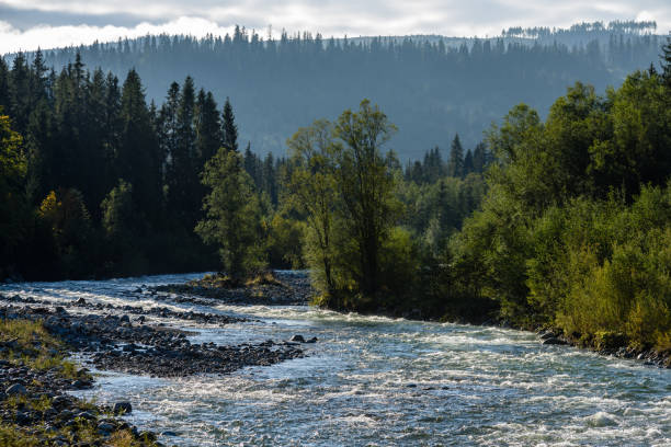 istock mountain river in summer. Bialka river, Poland 899215698