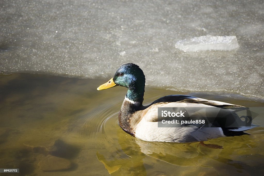 Pato macho - Foto de stock de Aire libre libre de derechos