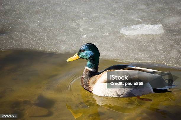 Photo libre de droit de Canard Mâle banque d'images et plus d'images libres de droit de Animal mâle - Animal mâle, Animaux à l'état sauvage, Bec