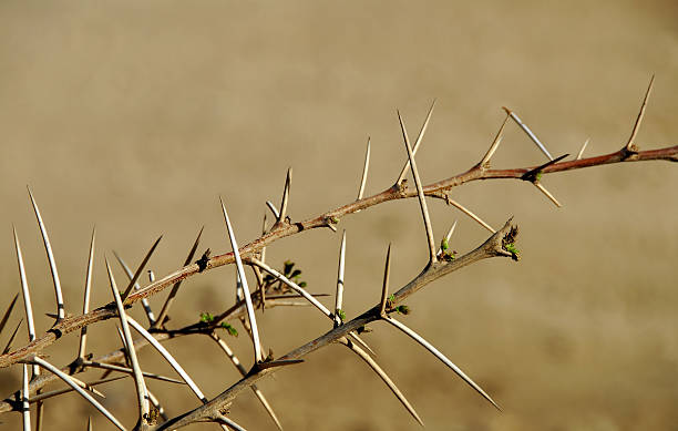 istock Close-up of sharp acacia thorns 89921882