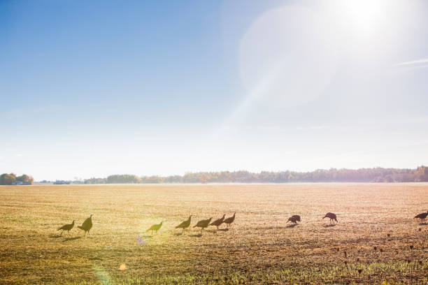 Turkey Hunting Hunting wild turkeys. animals hunting stock pictures, royalty-free photos & images