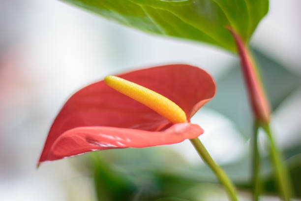 istock Close up view of beautiful anthurium flower 899219156