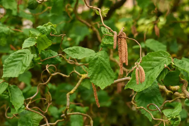 Corylus avellana contorta close up