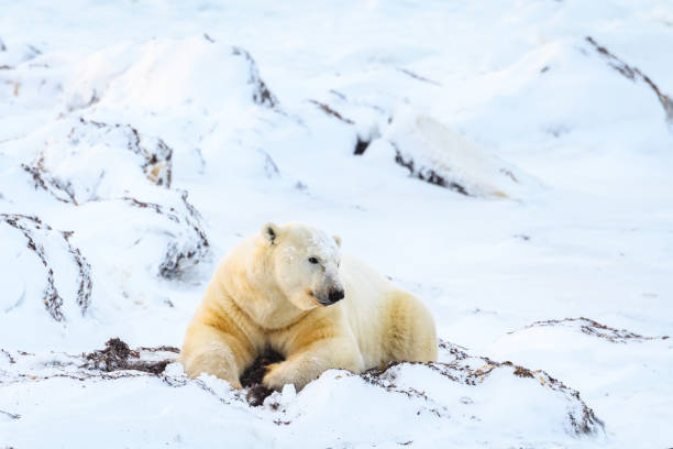 Life in the frigid north Adult polar bear laying on a pile of snow and kelp, digging up kelp, in a frozen snow covered landscape, Hudson Bay, Manitoba, Canada churchill manitoba stock pictures, royalty-free photos & images