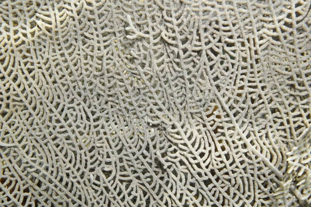 nahaufnahme von venus gorgonien weichkorallen - flabellum stock-fotos und bilder