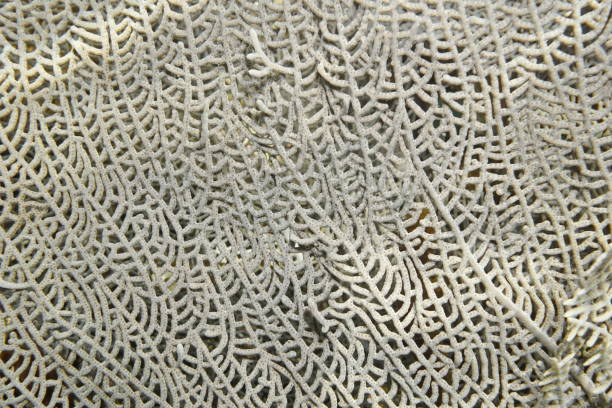 close up of venus sea fan soft coral - flabellum imagens e fotografias de stock